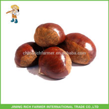 Hot Sale Chinês Chestnut Embalado em Jute Bag Preço de Mercado